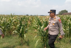 Dorong Swasembada Pangan, Kapolsek Prambon Tinjau Lahan Jagung Desa Bulang