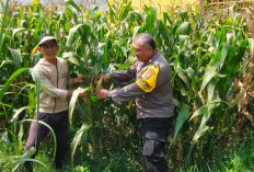 Demi Swasembada Pangan, Bhabinkamtibmas Tempurejo Rutin Pantau Lahan Jagung Kediri