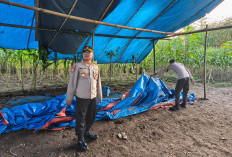 Respons Keluhan Warga, Polres Malang Bongkar Arena Sabung Ayam di Tengah Kebun Tebu Kalipare