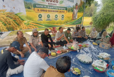 Panen Raya 34 Masa Tanam Kedua, Stok Beras Tulungagung Surplus hingga 10 Bulan