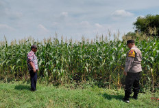 Dukung Ketahanan Pangan, Polsek Tulangan Gandeng Petani Optimalkan Tanaman Jagung