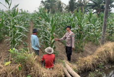 Bhabinkamtibmas Desa Labruk Kidul Aktif Jadi Polisi Penggerak Ketahanan Pangan Nasional