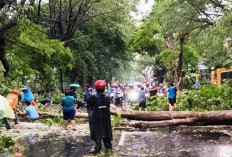 Hujan Deras dan Angin Kencang Robohkan Pohon dan PJU di Surabaya