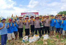 Panen Jagung, Polsek Balongbendo Targetkan 60 Ton Hasil Produksi