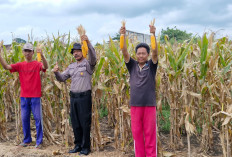 Polisi Cek Lahan Jagung, Siap Panen di Singkalan Balongbendo Sidoarjo