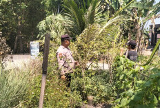 Bhabinkamtibmas Kedunggalar Monitoring Tanaman Cabai, Dukung Ketahanan Pangan Warga