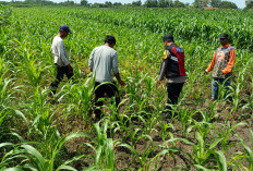 Polsek Balongbendo Semangati Petani untuk Keberhasilan Panen, Sukseskan Swasembada Pangan 