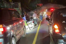 Truk Tertimpa Pohon Tumbang di Pantura Situbondo, Arus Lalin Sempat Macet