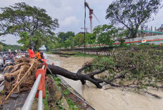 Hujan Angin Tumbangkan Pohon Trembesi Raksasa di Gunungsari Surabaya