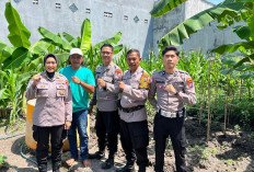 Polsek Waru Optimis Program Ketahanan Pangan Melalui Tanam Jagung di Bungurasih Berhasil