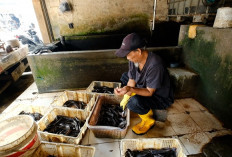 Program MBG Presiden Prabowo Bikin Pembudidaya Ikan Karanganyar Semangat Karena Pasti Laku