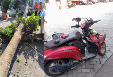 Apes, Pengendara Motor Kelenger Usai Tertimpa Pohon Beringin di Alun-Alun Kota Blitar