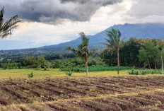 Petani Bisa Daftar di Platform Stroberi.id, Warga Bojonegoro Nilai Permudah Penjualan Hasil Panen