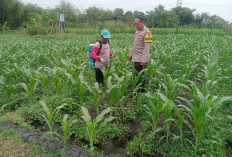 Bhabinkamtibmas Paron Monitoring Jagung Manis, Dukung Ketahanan Pangan Warga