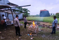 Aduan Warga soal Sabung Ayam di Kepadangan, Polsek Tulangan Bongkar Arena