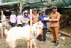 Pemkot Batu Adakan Uji Sehat dan Layak pada Hewan Kurban