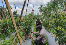 Bhabinkamtibmas Polsek Gucialit Dampingi Petani Cabai Sukseskan Ketahanan Pangan Lumajang