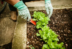 Tips Menanam Sayuran Agar Tetap Subur Meski Jarang Disiram Saat Cuaca Panas
