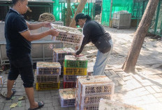 Barantin Gagalkan Penyelundupan 184 Burung di Pelabuhan Tanjung Perak Surabaya