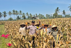 Polsek Candipuro Aktif Dukung Ketahanan Pangan Nasional, Pantau Langsung Panen Jagung Warga