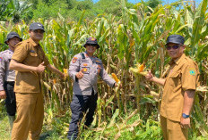 Polresta Sidoarjo Gelorakan Swasembada Pangan, Dampingi Warga Kelola Jagung Hibrida