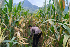 Polsek Tempursari Lumajang Kawal Ketahanan Pangan, Cek Lahan Jagung di Tegalrejo