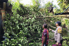 Pohon Tumbang Timpa Rumah Warga di Sine, Polisi Ngawi Bersama Relawan Gerak Cepat Evakuasi