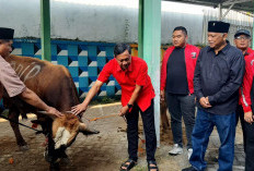 Wujud Kepedulian, PDI Perjuangan Ngawi Salurkan 2 Ekor Sapi Kurban di Kemenag dan Dusun Pakolan 