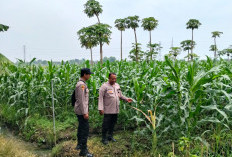 Perkuat Ketahanan Pangan, Polsek Jabon Cek Perkembangan Tanaman Jagung