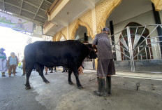 Iduladha 1447 H, Sapi Banpres Prabowo Seberat 850 Kg Dipilih dari Peternak Lokal Surabaya