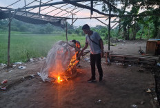 Arena Judi Sabung Ayam Jabon Sidoarjo Dibakar