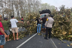 Polsek Mantup dan Warga Evakuasi Pohon Tumbang Tutup Jalan Raya Wringinanom