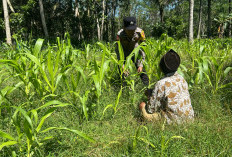 Dukung Swasembada Pangan, Polsek Ranuyoso Pantau Tanaman Jagung di Bulutangkur