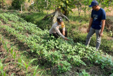 Dukung Ketahanan Pangan Warga, Bhabinkamtibmas Polsek Kedunggalar Ngawi Pantau Pekarangan Sayur