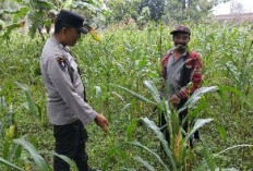 Dorong Kemandirian Pangan Desa, Polsek Ranuyoso Pantau Perkembangan Tanaman Jagung Warga