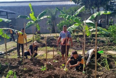 Lahan Kosong Polsek Blimbing Ditanami Bibit Uwi Ungu Dukung Ketahanan Pangan di Malang