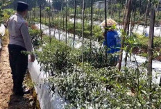 Bhabinkamtibmas Sine Dorong Warga Manfaatkan Pekarangan untuk Ketahanan Pangan