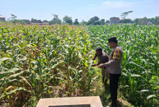Bhabinkamtibmas Desa Petok Gencar Motivasi Petani Tingkatkan Hasil Produksi Jagung