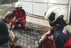 Ular Piton Berukuran Besar Kembali Muncul di Pemukiman, Sudah 5 Kali Terjadi?