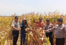 Kapolsek Prambon Cek Perkembangan Tanaman Jagung