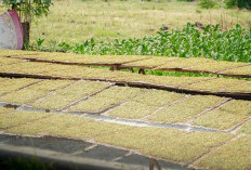 Harga Tembakau Lamongan Tembus Rp52 Ribu, Petani Dibayangi Kekeringan