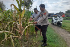 Optimalkan Ketahanan Pangan, Polisi Pantau Perkembangan Tanaman Jagung di Desa Bulang 