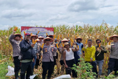 Polsek Balongbendo Panen Raya Jagung, Dukung Ketahanan Pangan Nasional