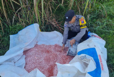 Sukseskan Program Asta Cita Presiden, Bhabinkamtibmas Selokgondang Turun ke Ladang Bantu Pemupukan Jagung