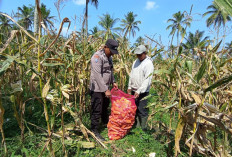 Dukung Asta Cita Presiden, Bhabinkamtibmas Senduro Dampingi Petani Panen Jagung