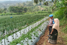 Bhabinkamtibmas Polsek Nongkojajar Sambangi Lahan Cabai, Dukung Ketahanan Pangan Bersama Warga