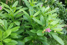 Mengenal Daun Ginseng Jawa, Tanaman Herbal Lokal dengan Segudang Manfaat