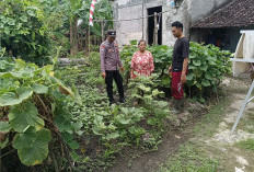 Bhabinkamtibmas Kedunggalar Monitoring Tanaman Lombok Warga, Dukung Ketahanan Pangan di Ngawi