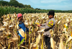 Dukung Ketahanan Pangan, Bhabinkamtibmas Widodaren Monitoring Jagung Warga