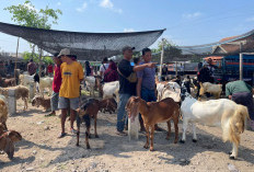 Harga Kambing di Magetan Turun Drastis